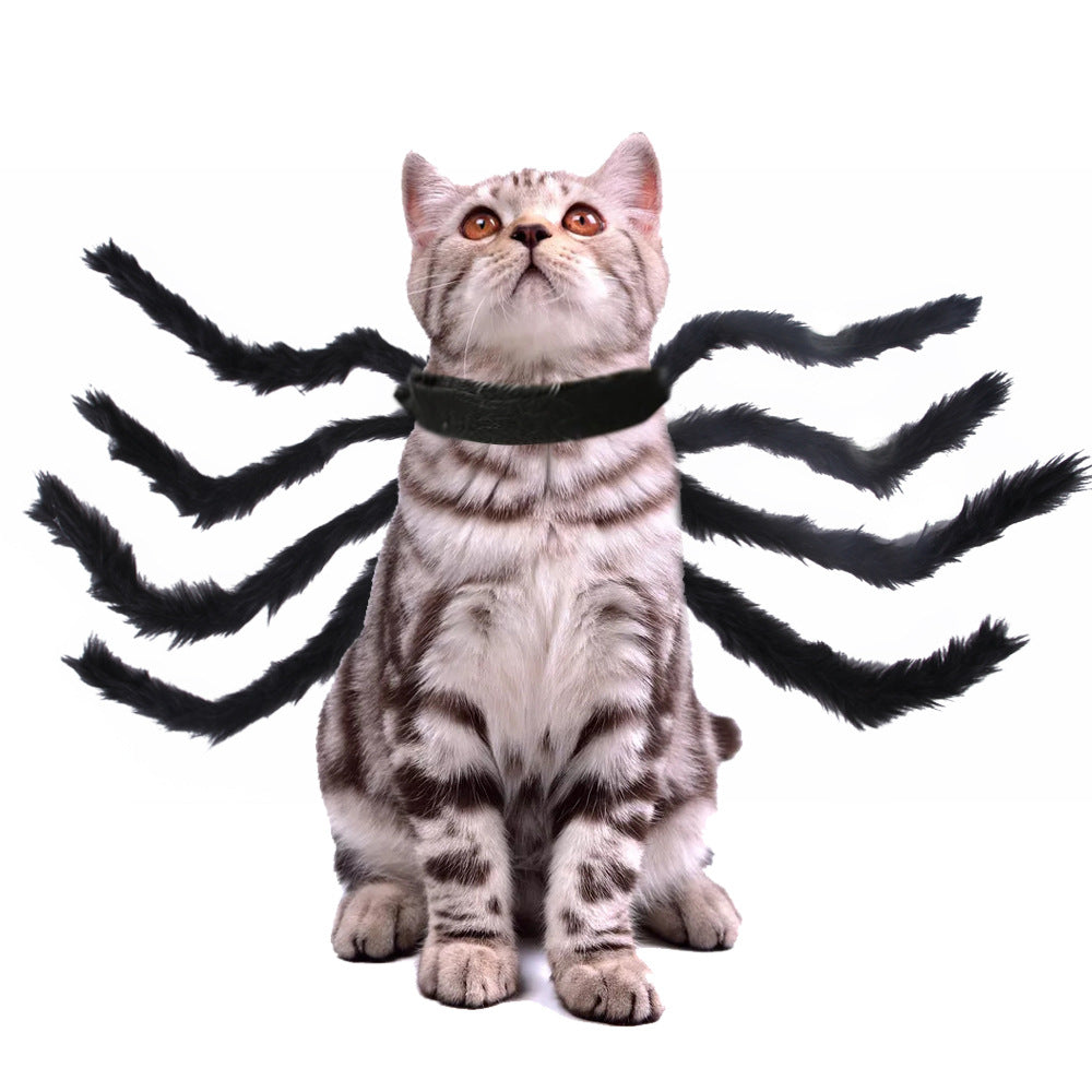 Cat wearing a black spider costume